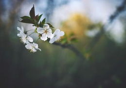 Prunus avium, petit arbre de la forêt