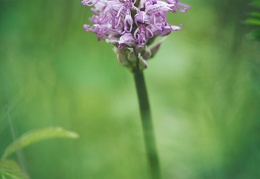 Orchis simia