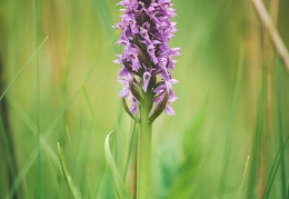 Dactylorhiza "Praubert"