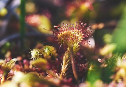 Drosera rotundifolia