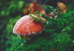 Amanita muscaria, Amanite tue-mouches.