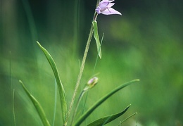 Cephalanthera rubra