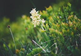 Dactylorhiza sambucina