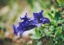 Gentiana sp.