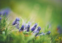 Gentiana sp.