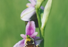 Ophrys fuciflora