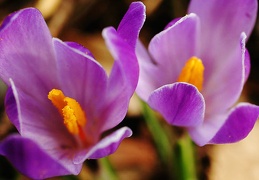 crocustroubois05