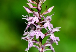 dactylorhiza fuchsii vigne de pont 20053105