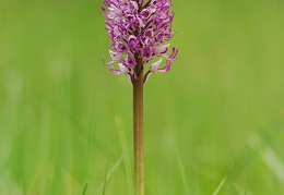 orchis simia2009