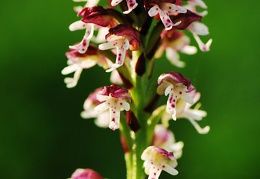 orchis ustulata millioche 3