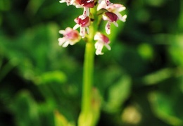 orchis ustulata millioche 4
