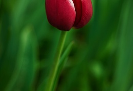 Tulipe