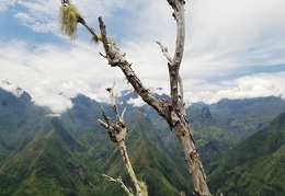 lichen reunion