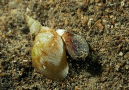 coqui 20080501 1