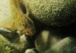 Salaria fluviatilis mâle dans son milieu naturel