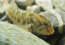 Salaria fluviatilis mâle dans son milieu naturel