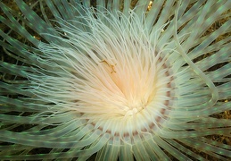 anemone2