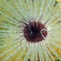 anemone3.jpg