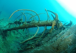 L&#039;arbre au P&eacute;lican