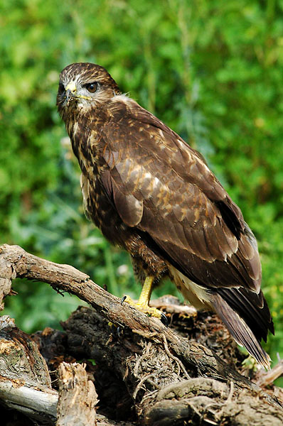 buteo_buteo_juvenile_millioche_marin_20050710-2.jpg