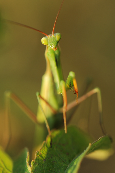 mantis_religiosa_pont.jpg