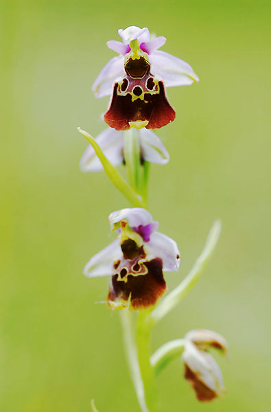 ophrys_fuciflora_dranse_vongy_20050604.jpg