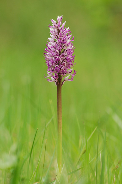 orchis_simia2009.jpg