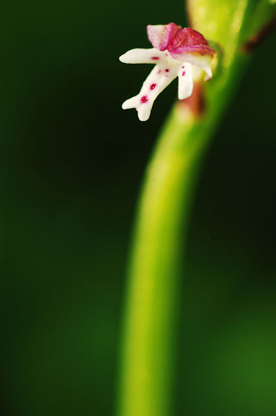 orchis_ustulata_millioche_2.jpg