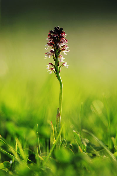 orchis_ustulata_millioche_5.jpg