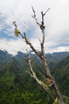 lichen reunion