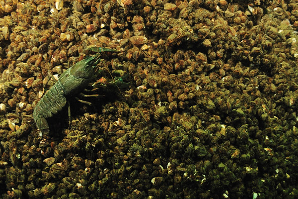 http://www.6klid.com/gal/evasion/galleries/subaquatique/leman/ecrevissetex.jpg