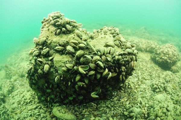 http://www.6klid.com/gal/evasion/galleries/subaquatique/leman/sub20090712_02.jpg