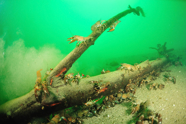 http://www.6klid.com/gal/evasion/galleries/subaquatique/leman/sub_ecrevissearbre.jpg