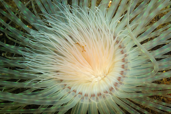 http://www.6klid.com/gal/evasion/galleries/subaquatique/thau/anemone2.jpg