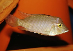 Ctenochromis polli mâle