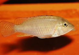 Ctenochromis polli  femelle