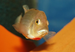 Ctenochromis polli mâle