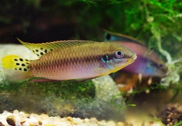 Enigmatochromis lucanusi couple