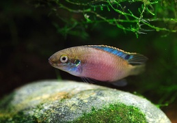 Enigmatochromis lucanusi femelle