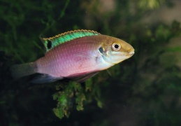 Enigmatochromis lucanusi femelle