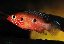 Hemichromis "Gabon" femelle, rivière Lekoni Gabon 