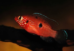 Hemichromis "Gabon" femelle, rivière Lekoni Gabon 