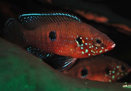 Hemichromis "Gabon" mâle, rivière Lekoni Gabon 