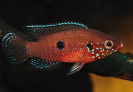 Hemichromis "Gabon" mâle, rivière Lekoni Gabon 