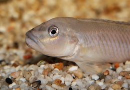 Lamprologus cf. mocquardi