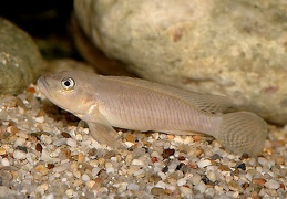 Lamprologus cf. mocquardi