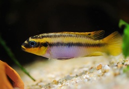 Pelvicachromis lobé femelle