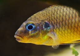 Pelvicachromis lobé mâle