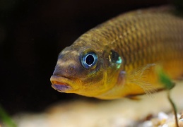 Pelvicachromis lobé mâle