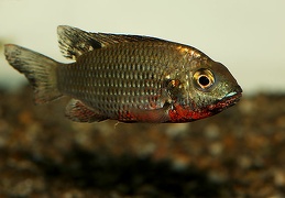 Tilapia discolor